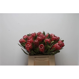 PROTEA LANCELOT