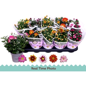 CHRYS GEM 2 KL BLOEM