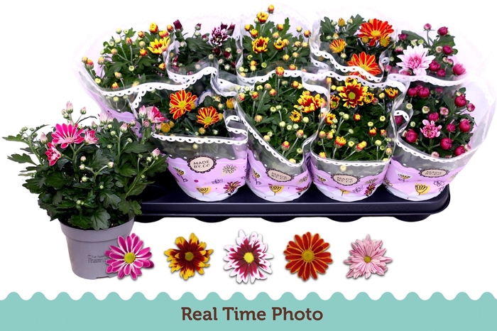 <h4>CHRYS GEM 2 KL BLOEM</h4>