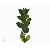 Ruscus Kort 400 Gram