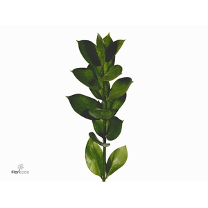 Ruscus