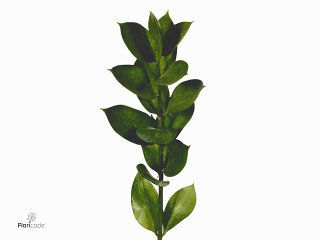 <h4>Ruscus Middel</h4>