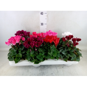 Cyclamen KL   ...patio