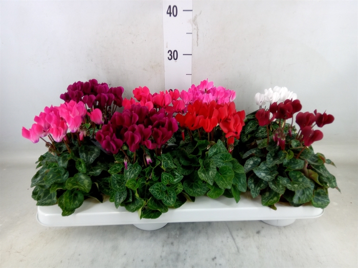<h4>Cyclamen KL   ...patio</h4>
