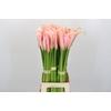 Zantedeschia Eydolls Salmon
