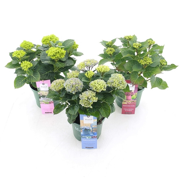 <h4>Hydrangea macrophylla Magical Four Seasons® Mix</h4>