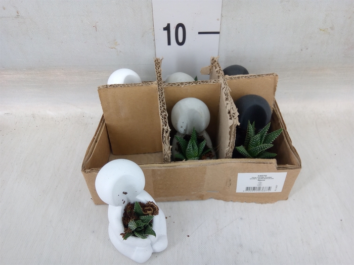 <h4>Arr.  Succulents L%</h4>
