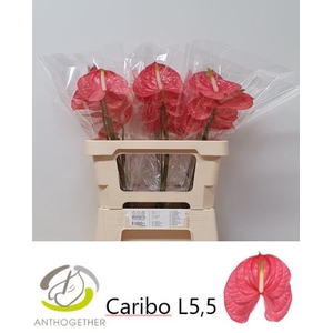 ANTH A CARIBO H20