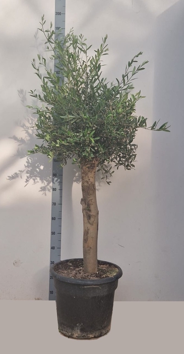 <h4>OLEA EUROPAEA</h4>