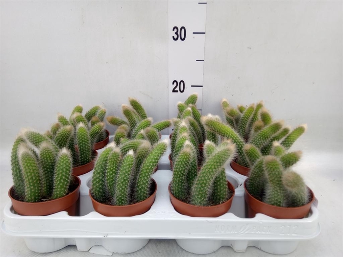 <h4>Cactus   ...</h4>