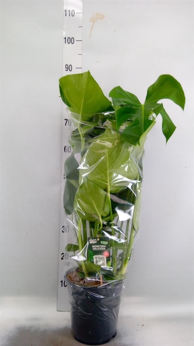 <h4>Monstera delic.</h4>