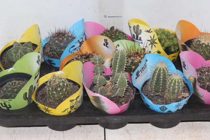 <h4>CACTUS RAIZ PROPRIA P11</h4>