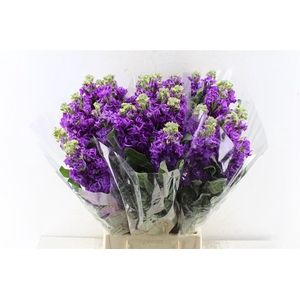 Matth Iron Purple
