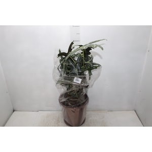 ALOCASIA NOBILIS P23