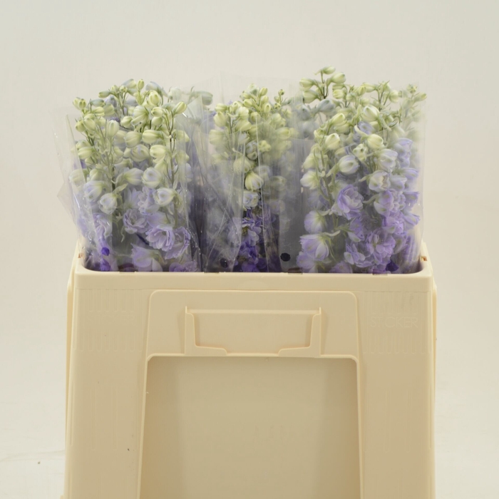 <h4>Delphinium Enkel Deldonna Purple</h4>