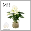 Anthurium Anthedesia White glasvaas AQUA12MLKWHI