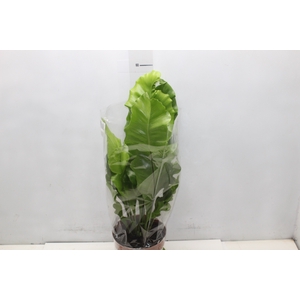 ASPLENIUM NIDUS P17