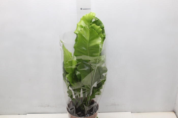 <h4>ASPLENIUM NIDUS P17</h4>