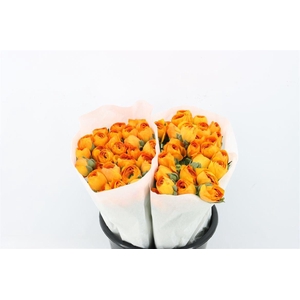 Ran Cloni Ex Lambada