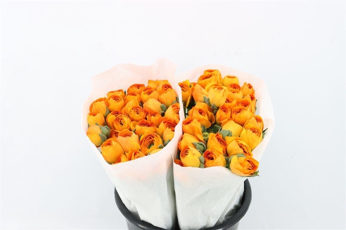 <h4>Ran Cloni Ex Lambada</h4>