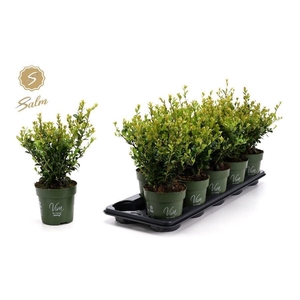 ILEX CRENATA JENNY