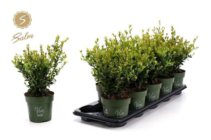 <h4>ILEX CRENATA JENNY</h4>