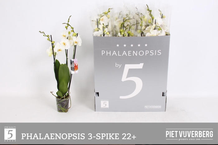 <h4>PHAL OV WIT</h4>