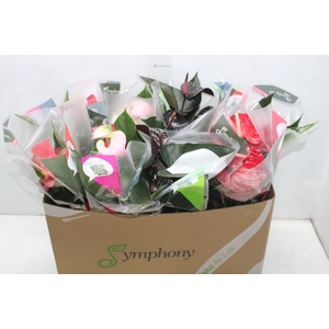 ANTHURIUM VARIADO P15