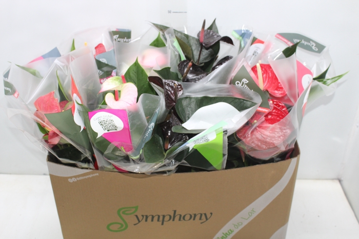 <h4>ANTHURIUM VARIADO P15</h4>