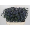 Eryngium Blue Dynamite