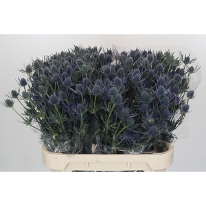 Eryngium Blue Dynamite