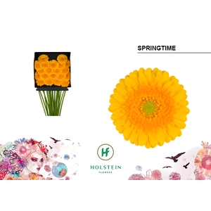 GE MI Springtime diamond x60