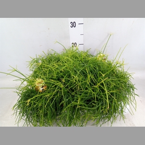 Rhipsalis cassutha