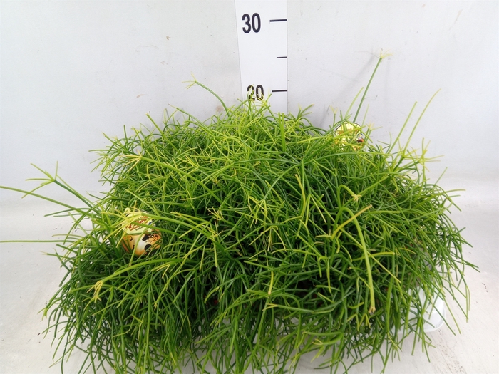 <h4>Rhipsalis cassutha</h4>