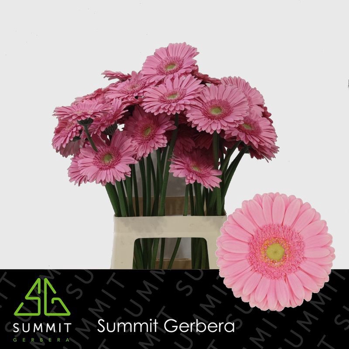 <h4>Gerbera Glossy Lang Ongelijk 60cm Water x40</h4>