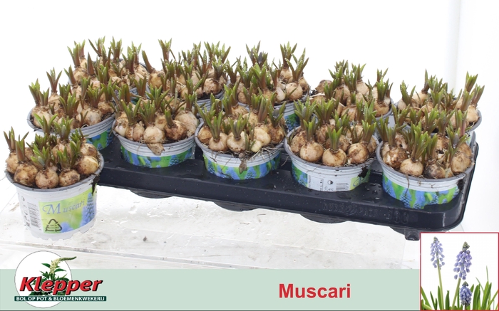 <h4>MUSCAR ATLANTIC</h4>