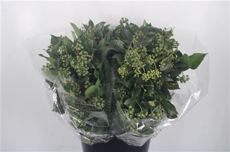 <h4>Hedera Berry Per Bunch</h4>