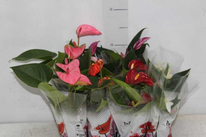 <h4>ANTHURIUM VARIADO P06</h4>