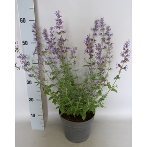 vaste planten 19 cm  Nepeta faassenii Walker`s Low