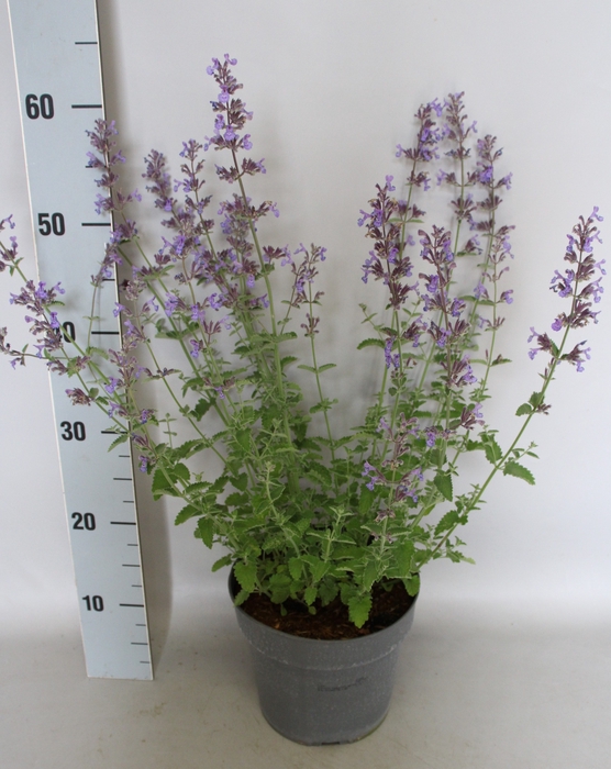 <h4>vaste planten 19 cm  Nepeta faassenii Walker`s Low</h4>