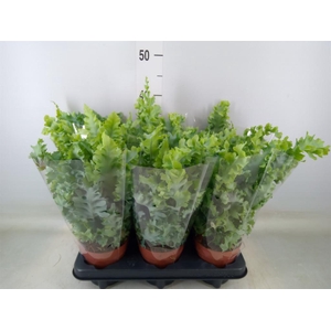 Phlebodium aureum 'Davana'