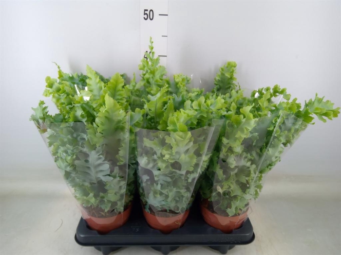 <h4>Phlebodium aureum 'Davana'</h4>