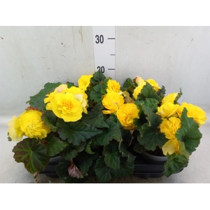 Begonia
