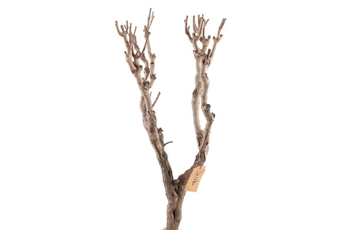 Syringa Branch Extra Decker
