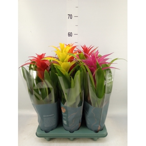 Guzmania   ...mix
