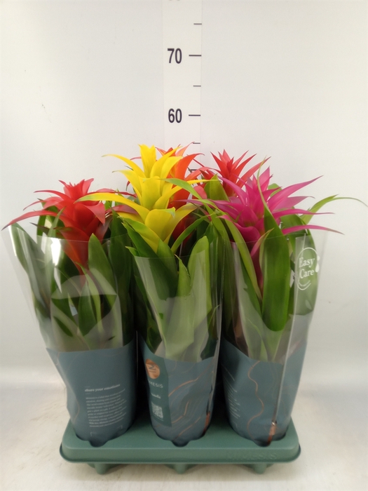 <h4>Guzmania   ...mix</h4>