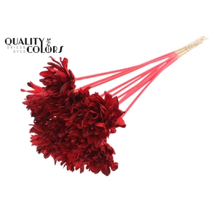 Shola Slice Pine 6cm on stem Red