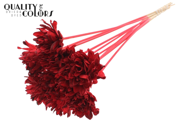 Shola Slice Pine 6cm on stem Red