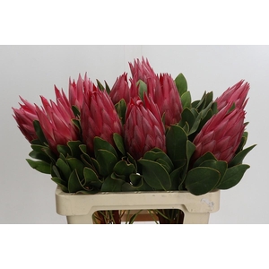 Protea Cynaroides Madiba