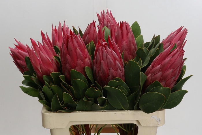 <h4>Protea Cynaroides Madiba</h4>
